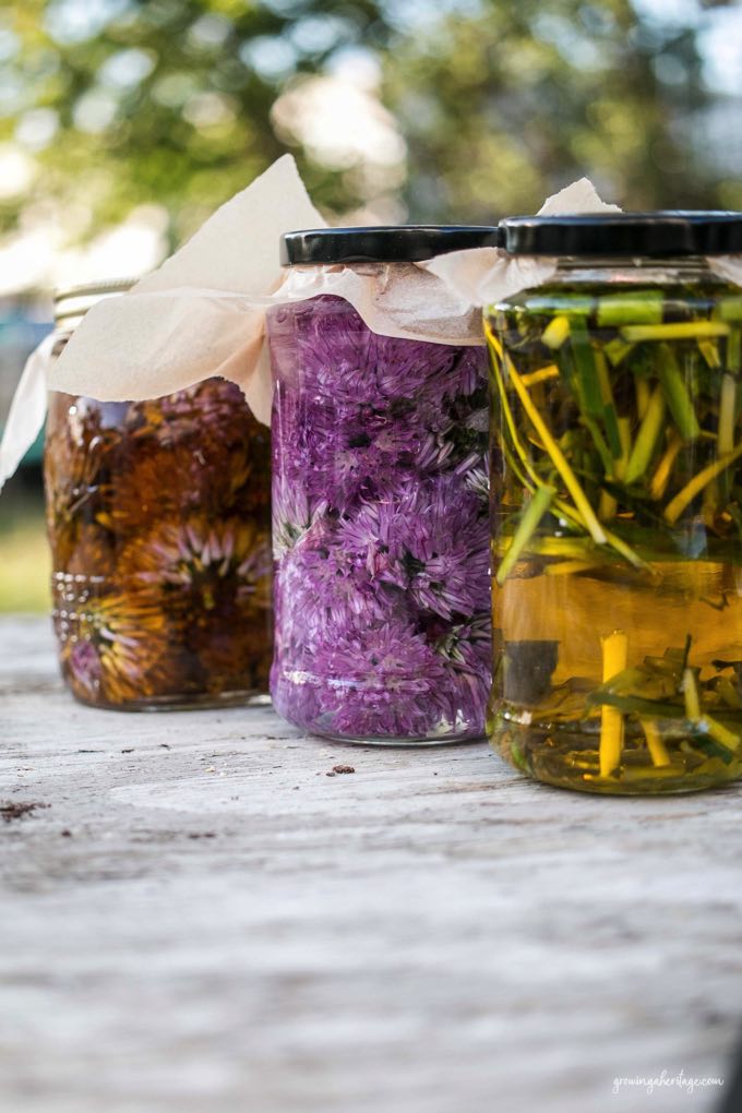 Enjoying Chive Blossoms after they've bloomed Growing A Heritage